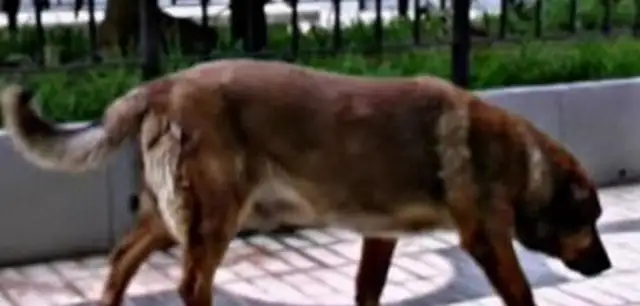 The dog waited 12 years in front of the hospital when the master died and ended so badly