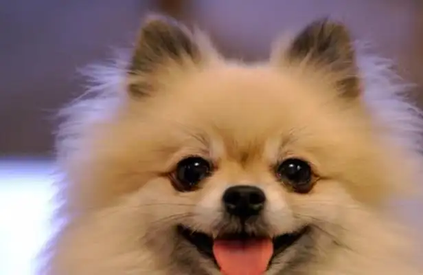 How to prevent the dog from going missing, how to find the lost dog, and give it to the dog keeper