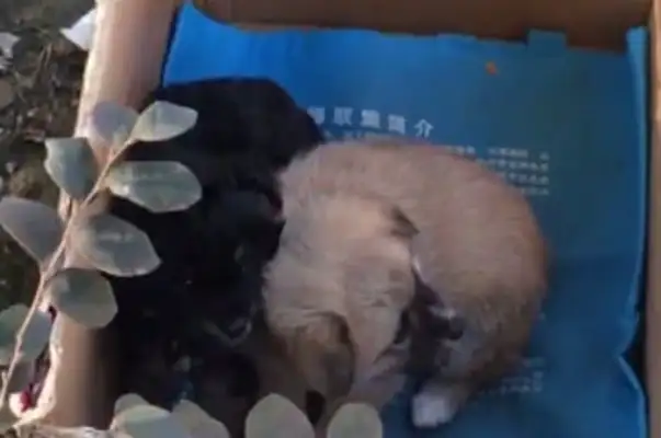 Drive a hundred kilometers to save two stray dogs