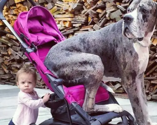 The dog has volunteered to be the baby's nanny, and he's always around