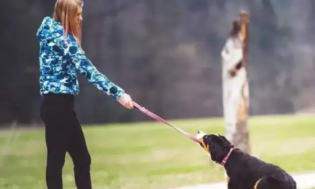 Dogs suddenly get bad. Maybe it's puberty