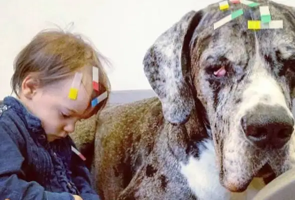 The dog has volunteered to be the baby's nanny, and he's always around