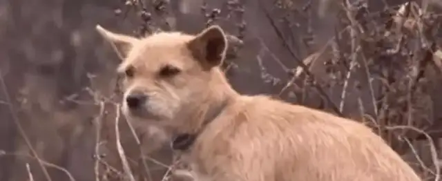 when the master stepped on the dog vs, the dog stepped on the master, and the pain and pain of the man