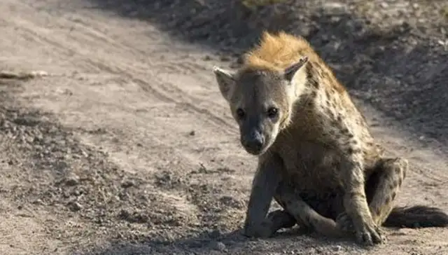 The lions, with their unheard-to-power prey, learn to lay down and wake up with their hyenas