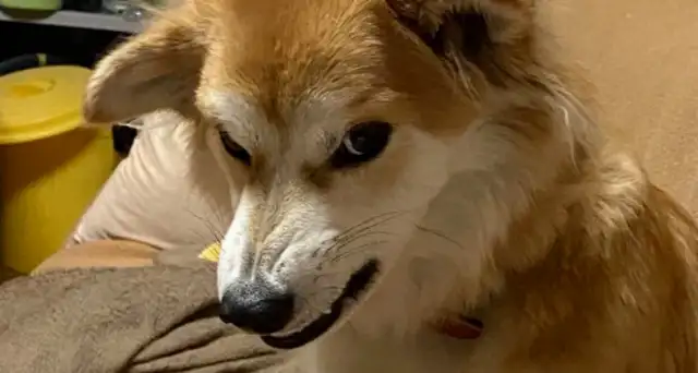 The dog was abandoned twice, and a year after his adoption, the doctor understood why he was abandoned
