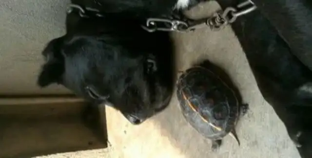 Dogs lose their friends, and the turtles can't stand it