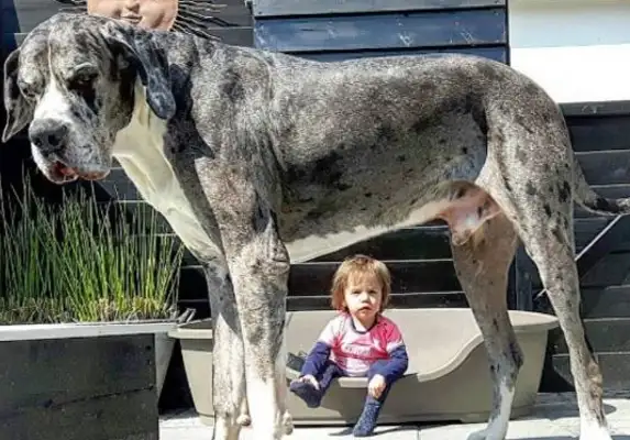 The dog has volunteered to be the baby's nanny, and he's always around