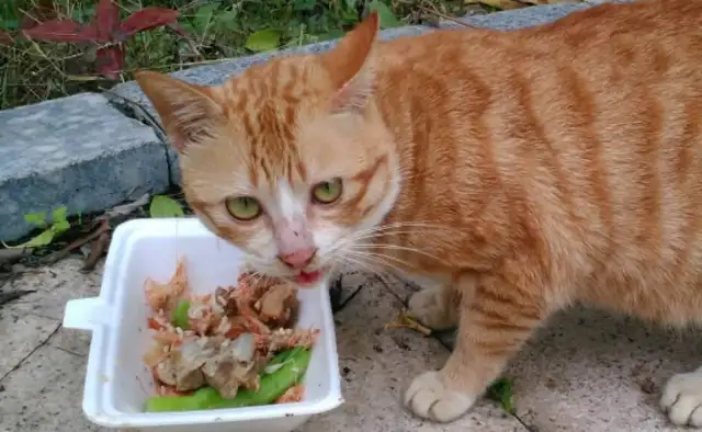 Netizens: Why are there stray cats around and they rarely see stray dogs