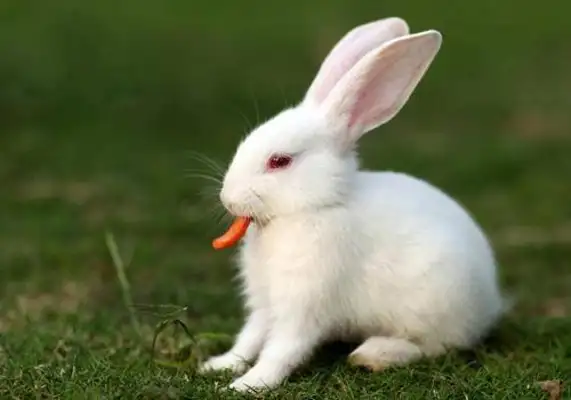 What about rabbit sneezes? What do we do