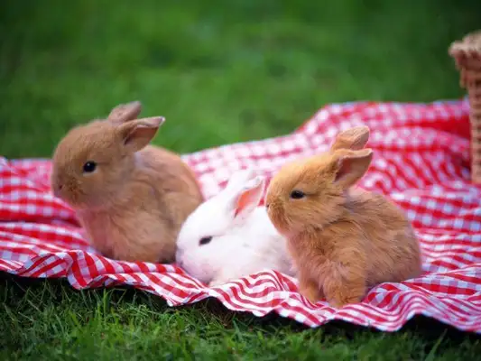 What about rabbit sneezes? What do we do