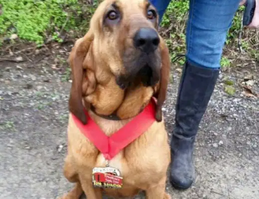 The dog had unexpectedly signed up for the marathon, gained seventh place with ease and provoked the host