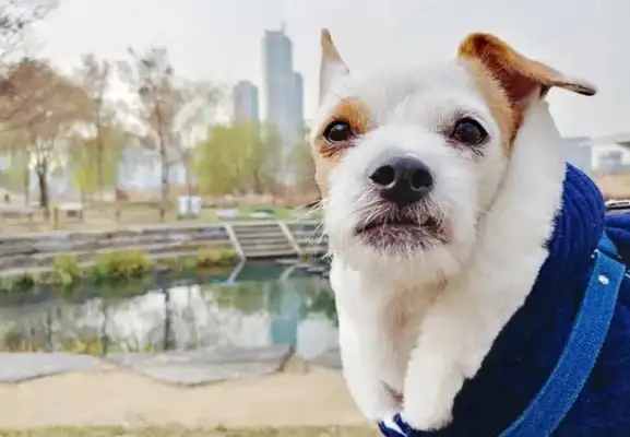 I envy a dog for the first time
