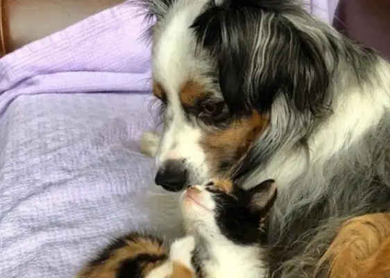 The newly adopted cat saved the dog brother from the pain of his friend