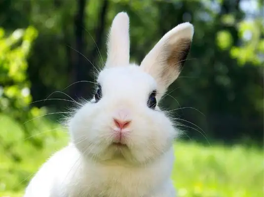 What about rabbit sneezes? What do we do
