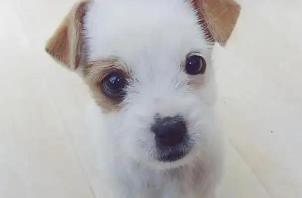 I envy a dog for the first time