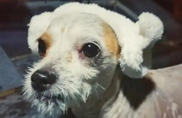 I envy a dog for the first time