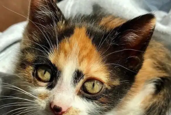 The newly adopted cat saved the dog brother from the pain of his friend