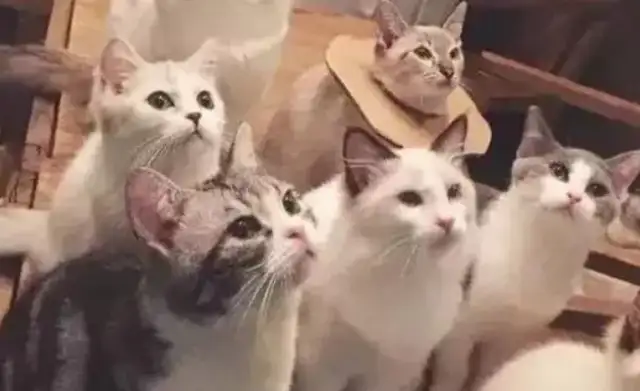 It's not so sweet, it's not only painful, it's rabies