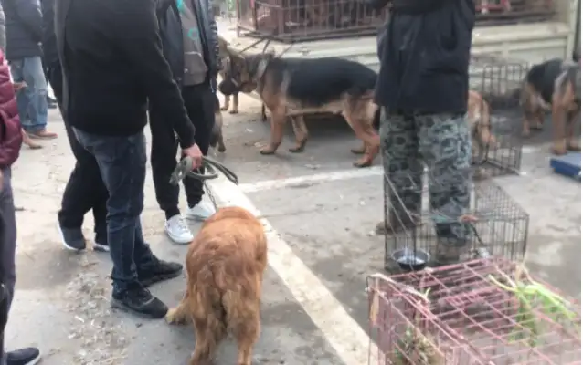 The dog who thought he had escaped was still sold, and the dog who was taken back to the car was begging