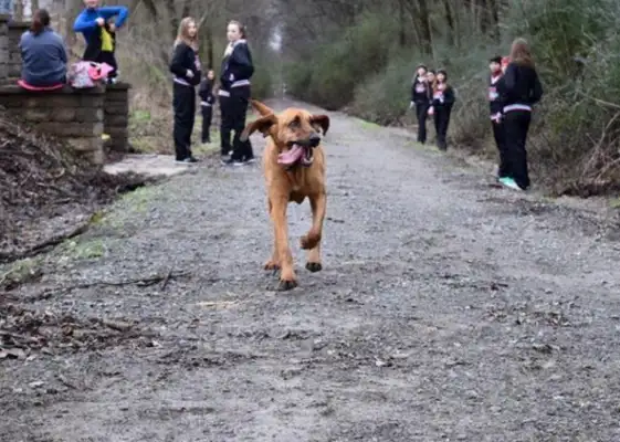 The dog had unexpectedly signed up for the marathon, gained seventh place with ease and provoked the host