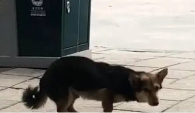 The stray dog was looking for adoption