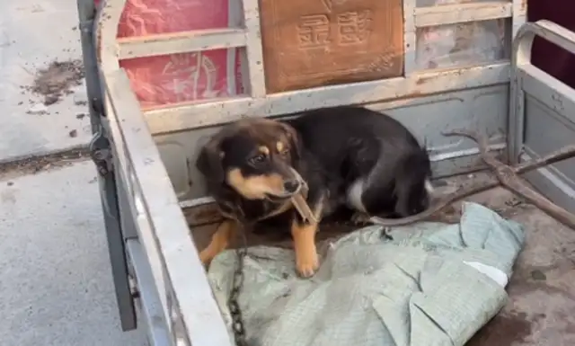 I just got to Dog City and I got a dog dealer
