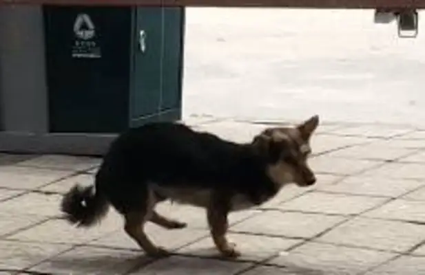 The stray dog was looking for adoption