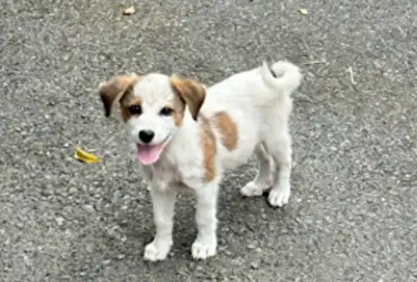 The stray dogs that are often fed don't show up because of the rain