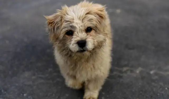 Adoption instead of purchase