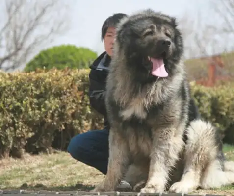 The dog, called "The King of Dogs", is the largest in the world, but it's also hit by Tibetans