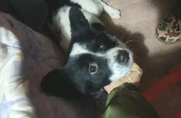 The passersby was looking for a stray dog, and then he saw the dog's main performance