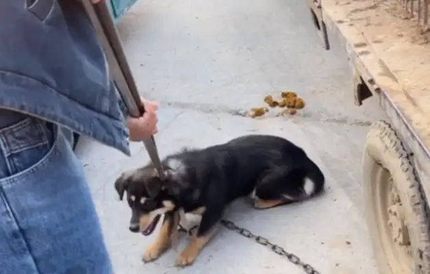 I just got to Dog City and I got a dog dealer