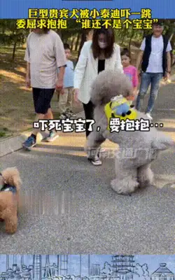 A young woman took her guest dog out to the street, sucking on the eyes of a stranger