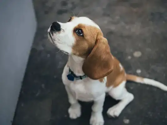 You know, the dog has 800 people who fake ball-throwing