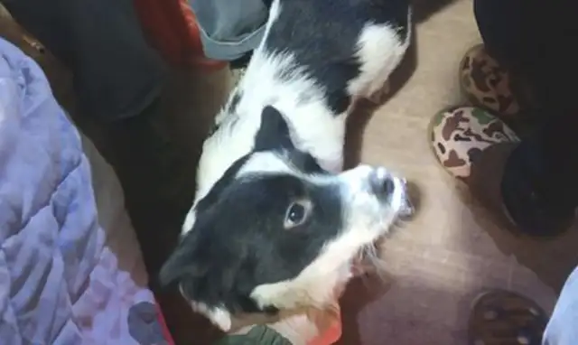 The passersby was looking for a stray dog, and then he saw the dog's main performance