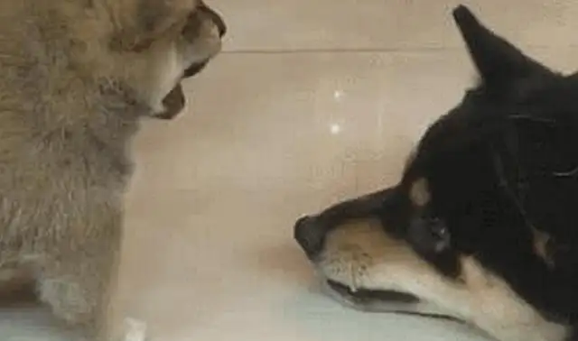 Master forgot to turn off the dog on business, ran home in a hurry