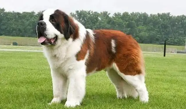 What kind of experience is a big dog