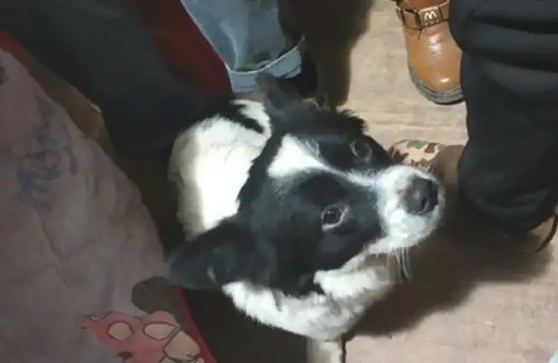 The passersby was looking for a stray dog, and then he saw the dog's main performance