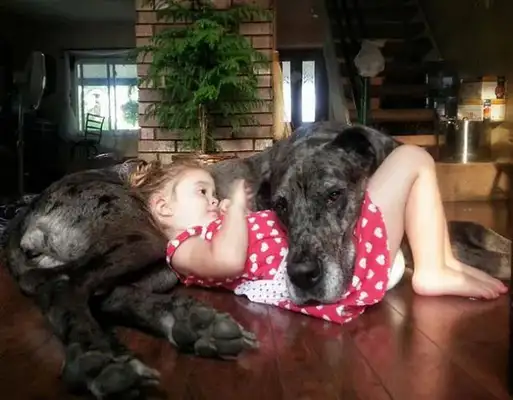 What kind of experience is a big dog