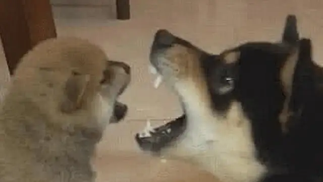 Master forgot to turn off the dog on business, ran home in a hurry