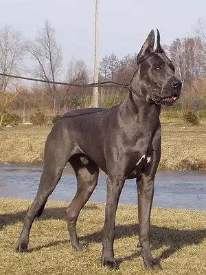 What kind of experience is a big dog