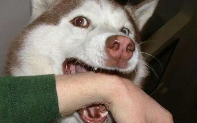 Wild white dog! The girl's face was bit by a dog. It was a terrible scene