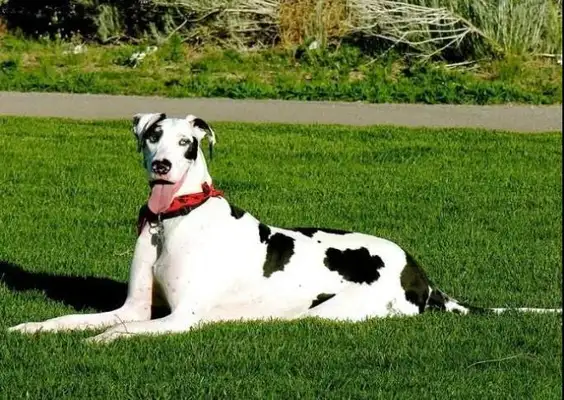 What kind of experience is a big dog