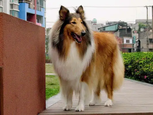 What kind of experience is a big dog