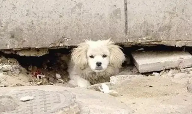 When the stray dog died, no one spoke and discovered that his body was hidden..