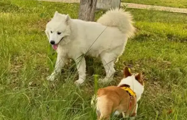 The man asked why the dog was bleeding without the rope! The owner of the dog is on bail