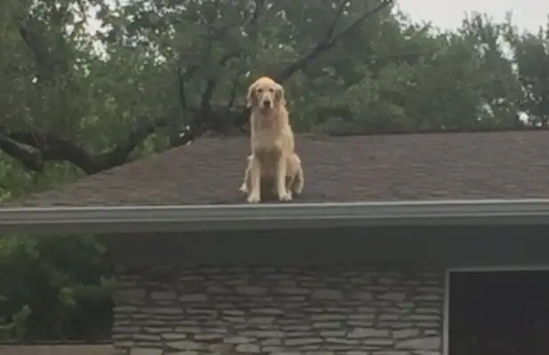 A dog wanders on the roof, and everyone's worried about filming the door, and they find a notice, and they laugh