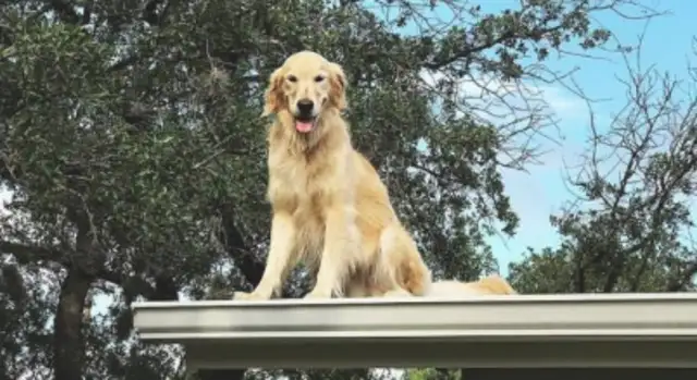 A dog wanders on the roof, and everyone's worried about filming the door, and they find a notice, and they laugh