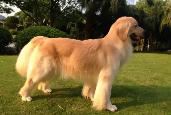 There are frequent incidents such as the killing of a golden fur dog and a pet dog, and legislation on animal protection is imminent