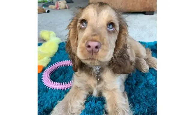An English pet dog is suspected of being a furry toy because it's too nice